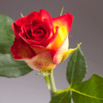 Os mais lindos gifs de rosas