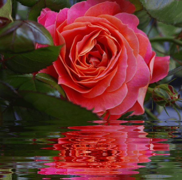 Os mais lindos gifs de rosas
