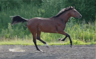 Gifs de cavalo correndo
