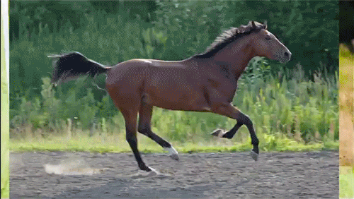 Gifs de cavalo correndo