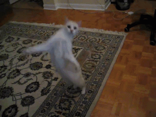 Gifs de gato dançando