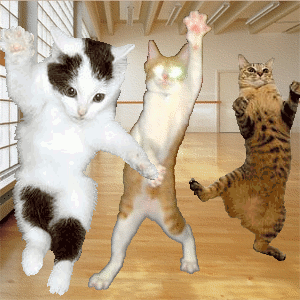 Gifs de gato dançando