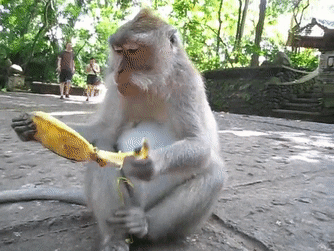Macaco Sagui comendo banana Stock Photo
