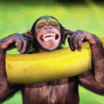 Imagens e Gifs de macacos comendo banana
