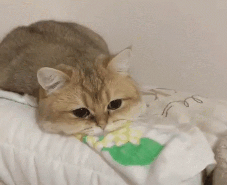 Gifs sad cat