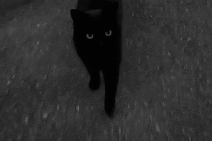 Animados gifs de gato preto