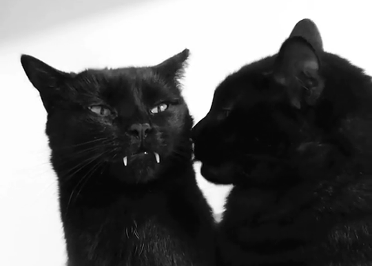 Animados gifs de gato preto