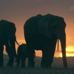 Gifs de elefantes