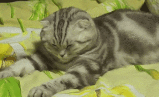 Gifs de gatinho com sono