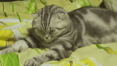 Gifs de gatinho com sono