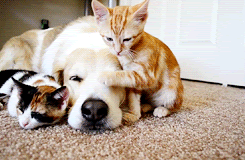 Gifs de gato e cachorro juntos se divertindo