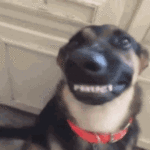 Gifs de cachorro sorrindo