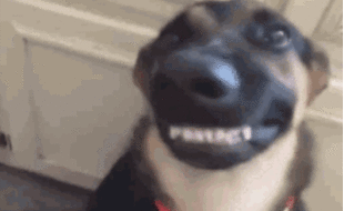 Gifs de cachorro sorrindo