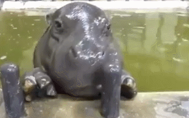 Gifs animados de hipopótamo