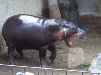 Gifs animados de hipopótamo