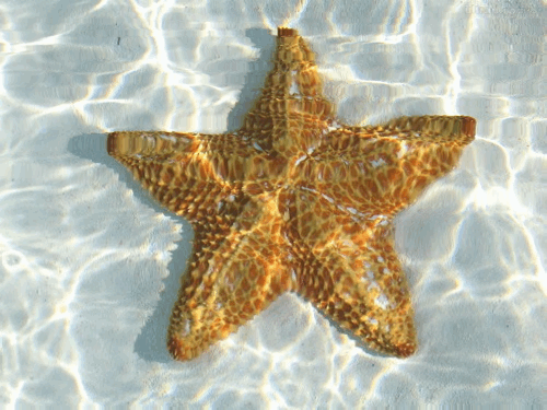 Gifs de estrela do mar