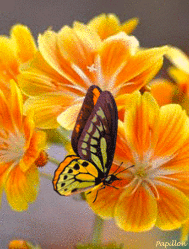 Gifs de flores e borboletas