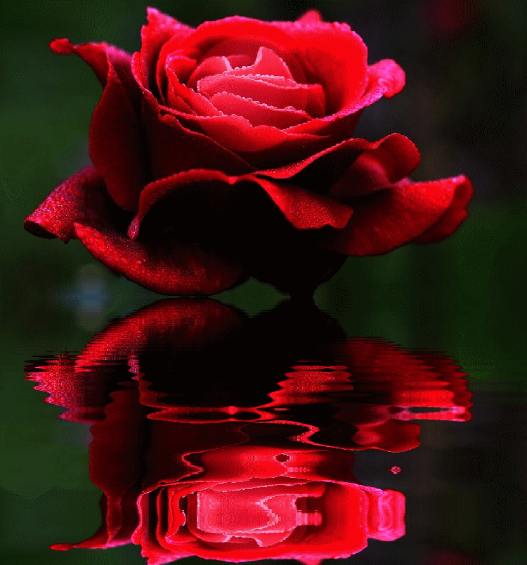 Gif de flores rosas