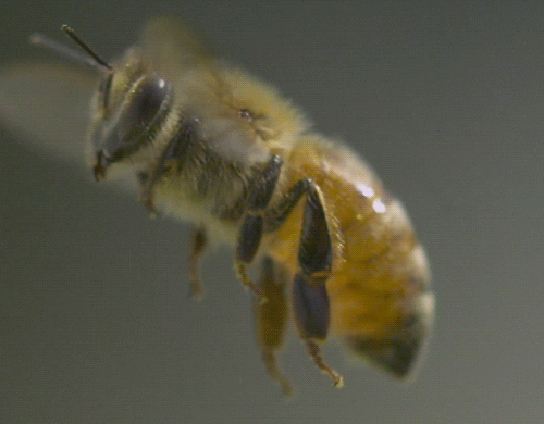 Gifs de abelha