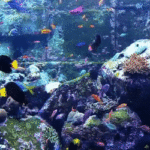 Gifs de aquário