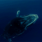 Gifs de baleias