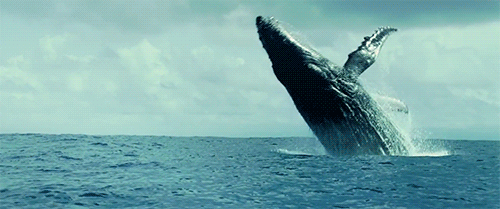 Gifs de baleias