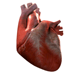 Gifs de coração humano