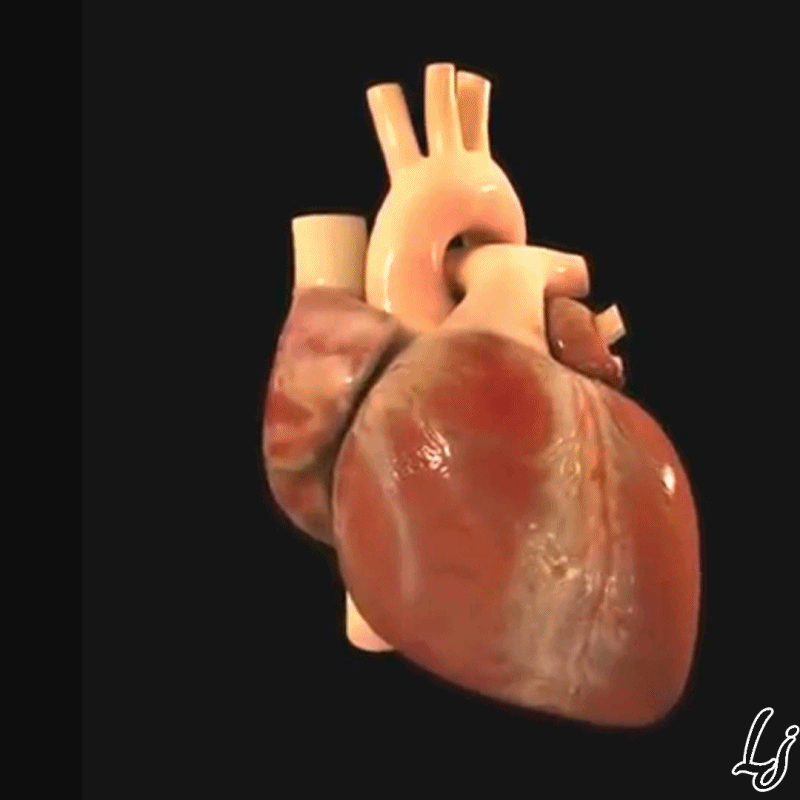 Coração Batendo - Atlas do Corpo Humano on Make a GIF
