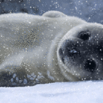 Gifs de focas