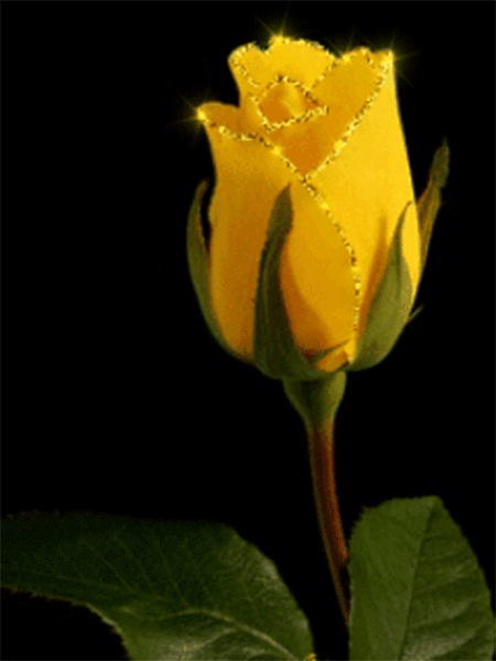 Gifs de rosas amarelas