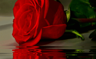 Gifs de rosas de amor