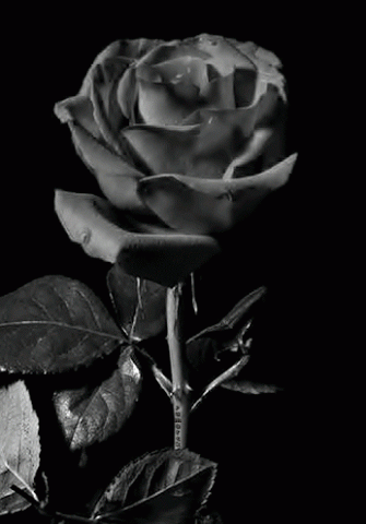 Gifs de rosas negras