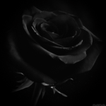 Gifs de rosas negras