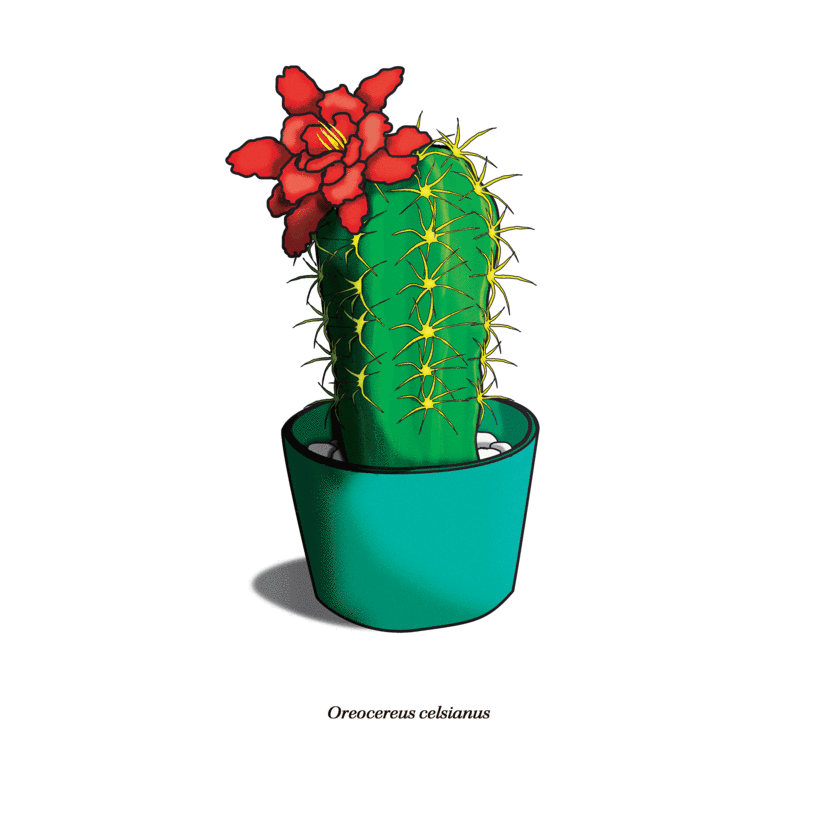 Gifs de cactus