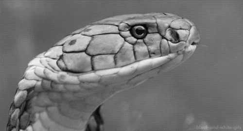 Gifs de cobras - Gifs e Imagens Animadas