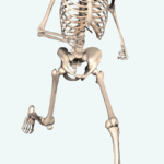 Gifs de esqueletos
