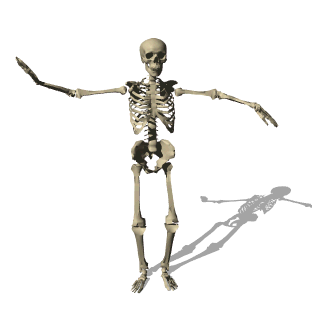 Gifs de esqueleto humano 