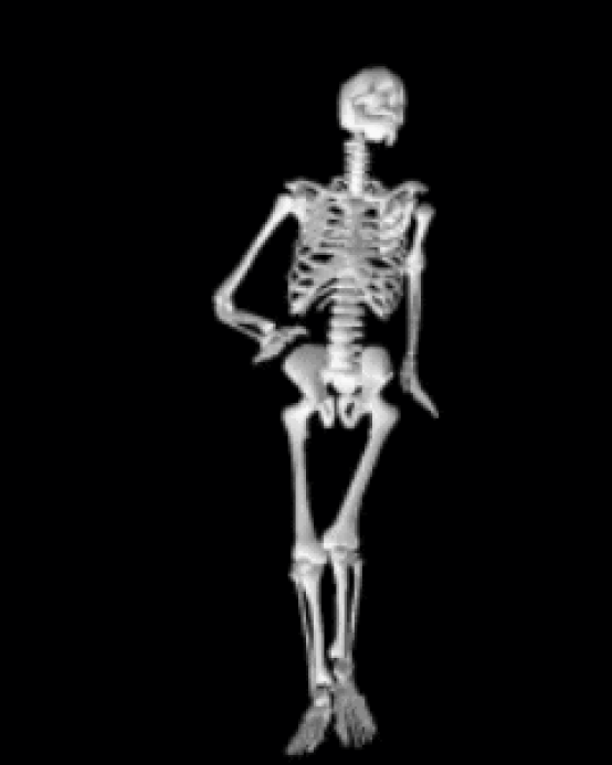 Gifs de esqueleto humano 