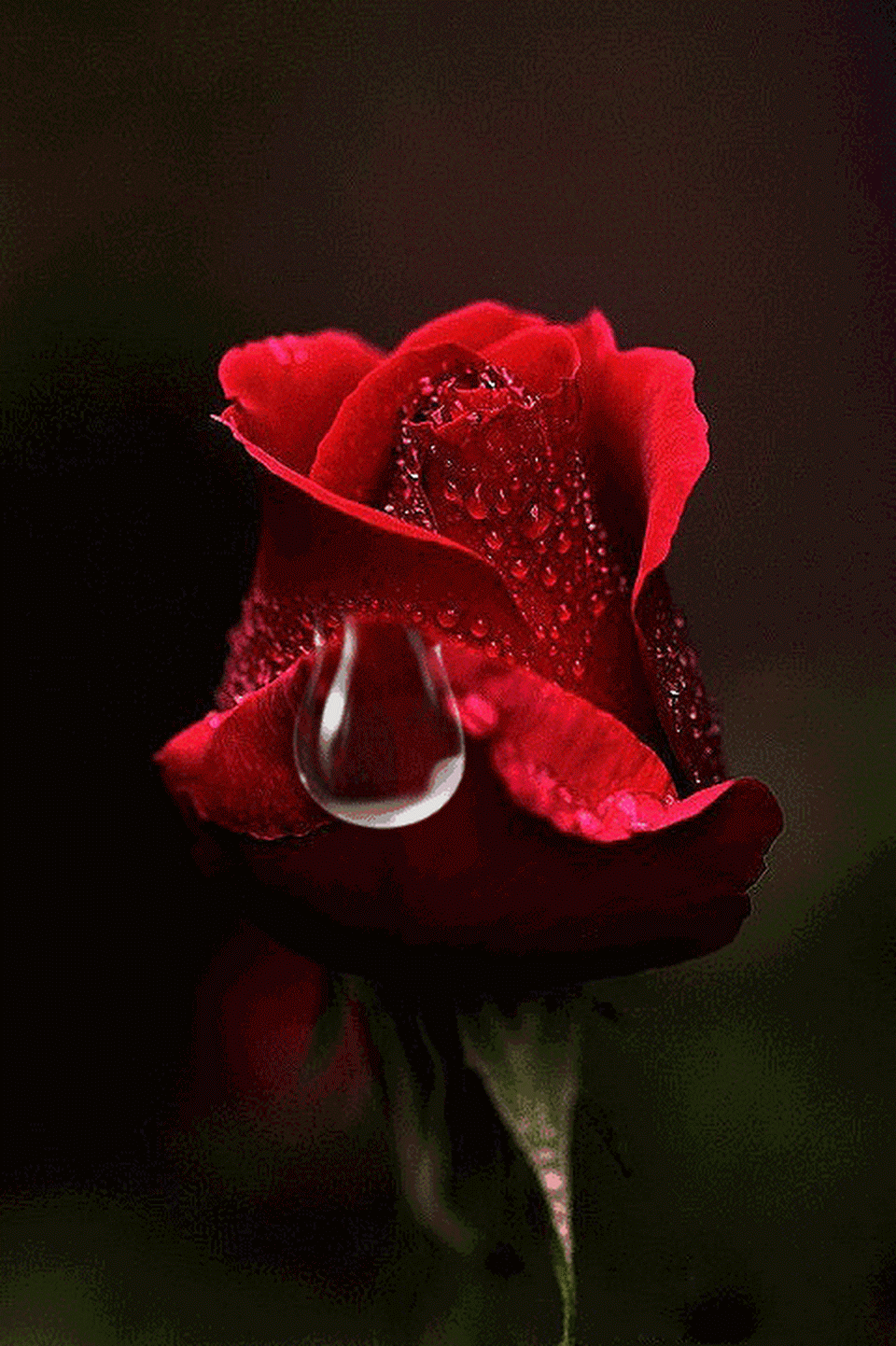 Gifs de flores vermelhas