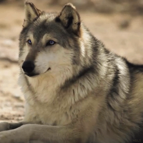 Gifs de lobos - Gifs e Imagens Animadas