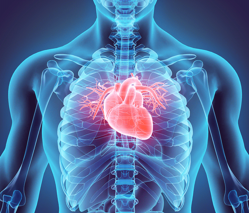 Gifs do sistema cardiovascular