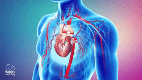 Gifs do sistema cardiovascular