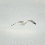 Gifs de gaivotas