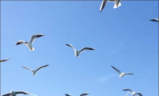 Gifs de gaivotas