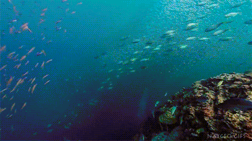 Gifs de peixes no fundo do mar