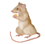 Gifs de ratos