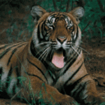 Gifs de tigres