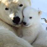 Gifs de urso abraçando
