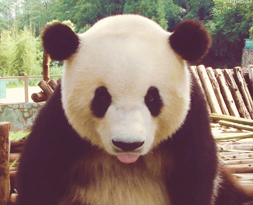 Gifs de ursos pandas - Gifs e Imagens Animadas