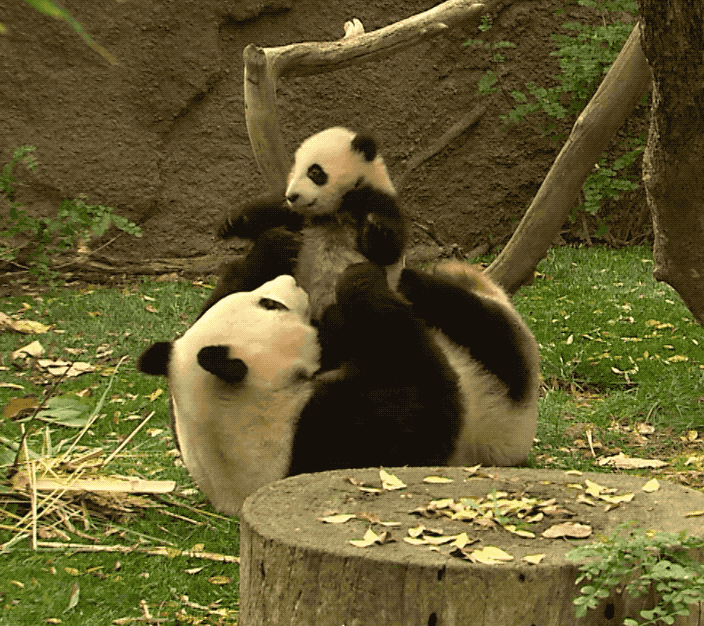 Gifs de ursos pandas